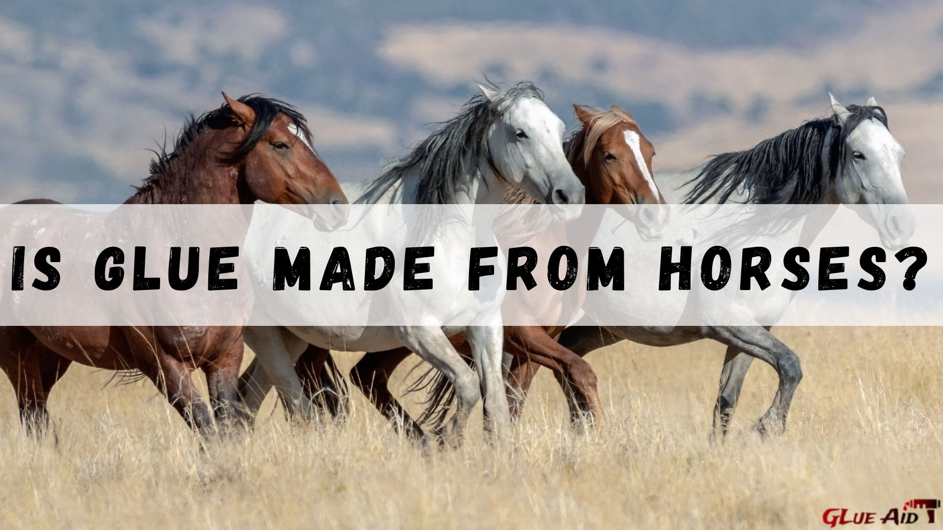 Is Glue Made from Horses - Best Things That You Must Know